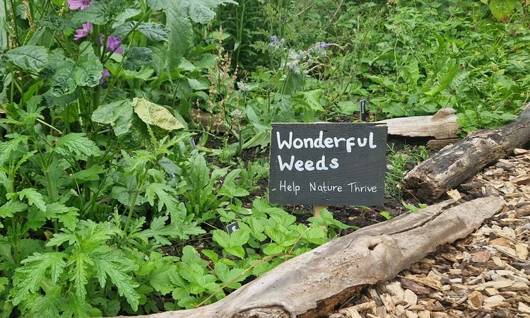 Wonderful Weeds sign for Help Nature Thrive