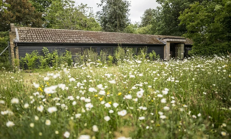 Wildflower meadow by the Greenwich Park learning centre