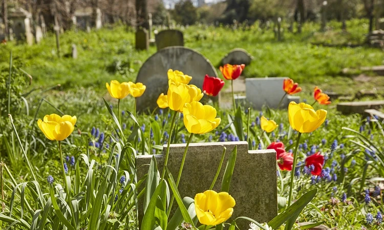 Bright, colourful flowers around graves