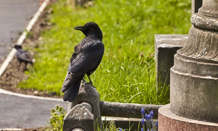 A crow resting on a grave