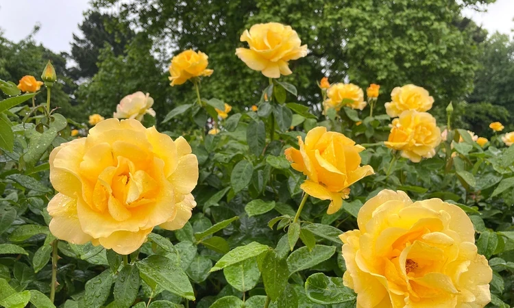 Yellow roses in full bloom