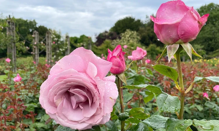 Pink roses brighten the garden