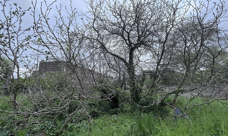 A mulberry tree