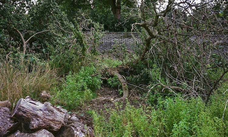 A mulberry tree