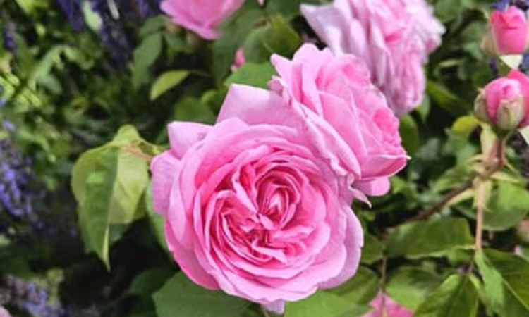 Pink roses