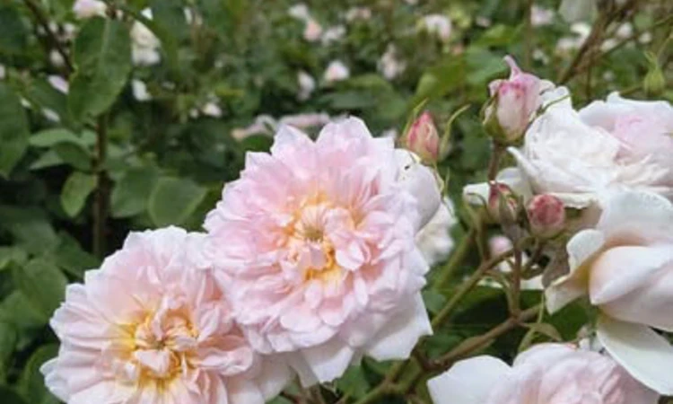 Pale pink roses
