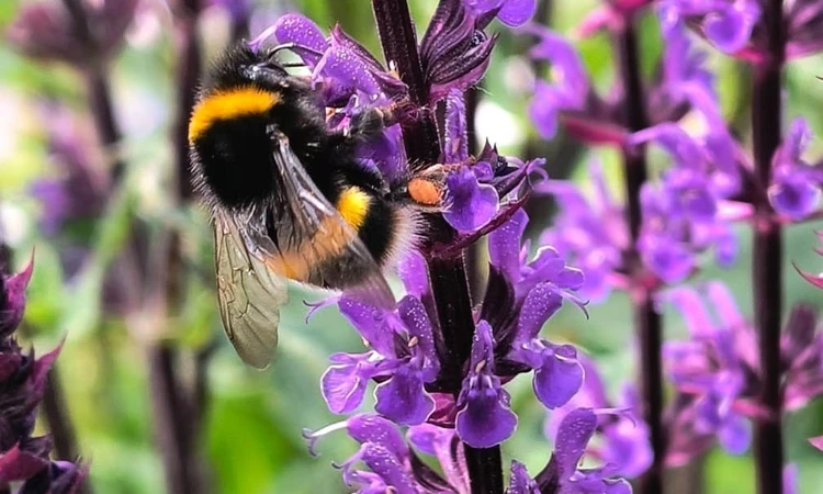 A bee on a purple flower