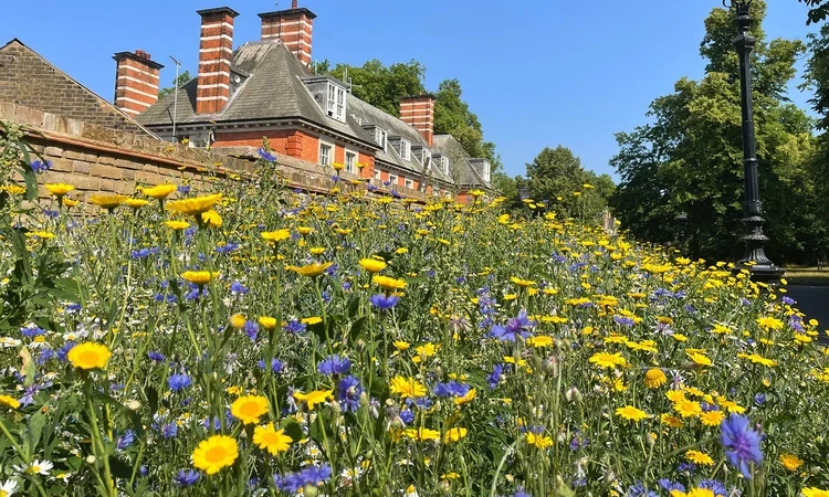 Daisies and cornflowers in a bed outside the Old Police House