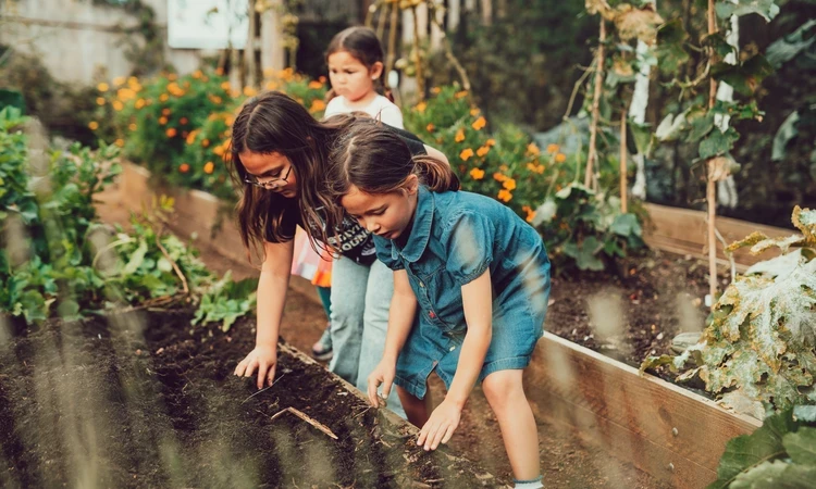 Children digging potatoes