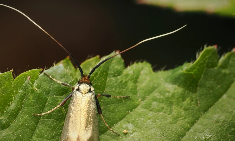 Gold moth on leaf