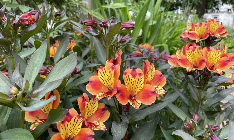 Peruvian lilies (Alstroemeria)
