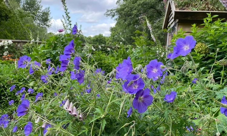 Cranesbill Geraniums