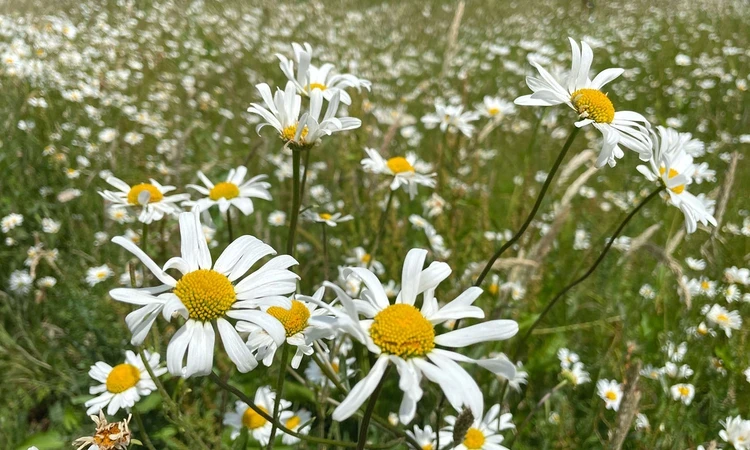 Oxeye daisies (Leucanthemum vulgare)