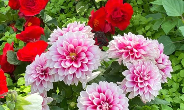 Pink and white dahlias and red roses
