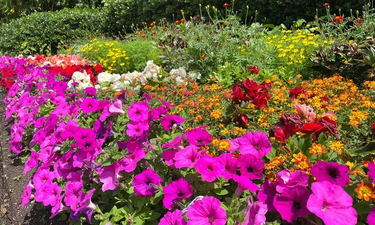 Colourful summer flowerbeds