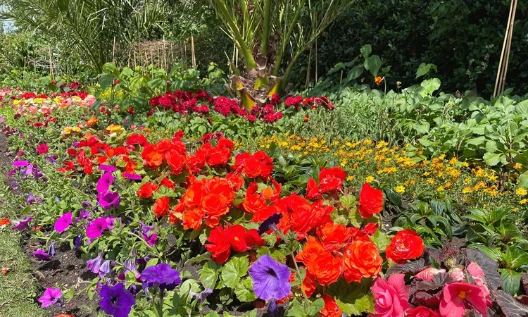 Colourful summer flowerbeds