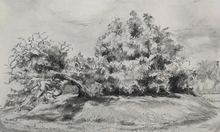 Pencil sketch of a mulberry tree