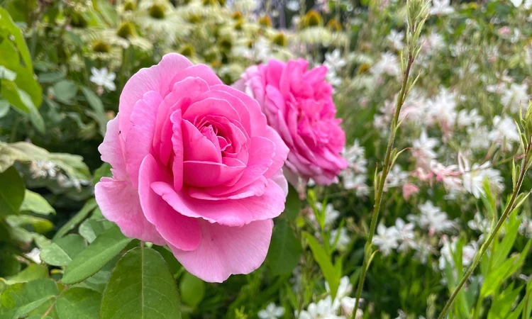 Close-up of two pink rose flowers.
