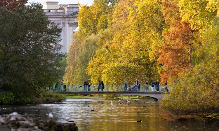Trees in St. James's Park in autumn