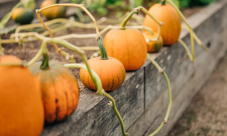 Greenwich Park autumn celebration