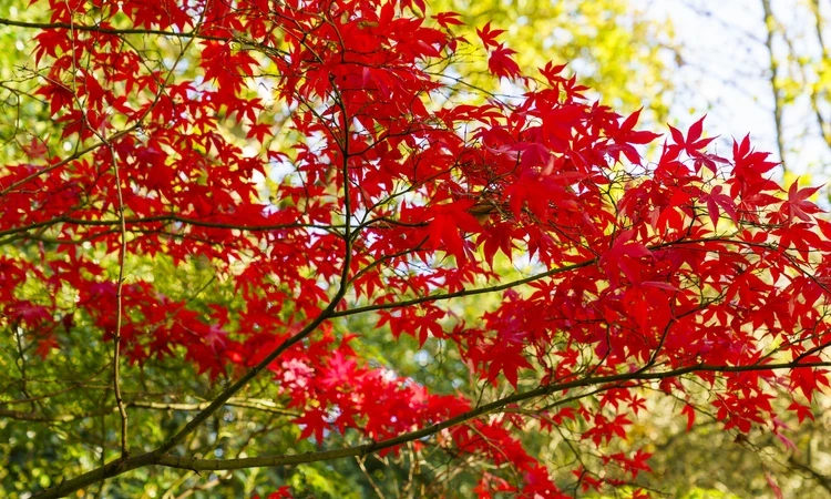 Autumn in Greenwich Park