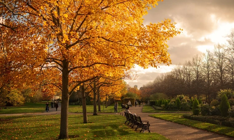 Autumn in The Regent's Park