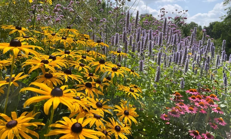 Black-eyed Susans and coneflowers in a flower bed. 