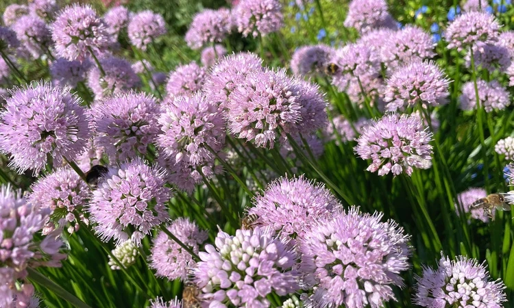 Lilac coloured Allium flowers.