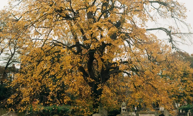Weeping Silver Lime Tree in Brompton Cemetery