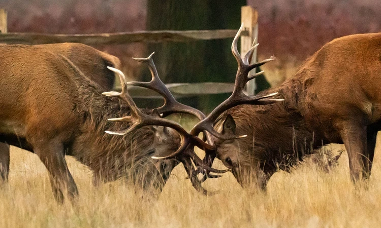 Two stags locking antlers during the 'rut'