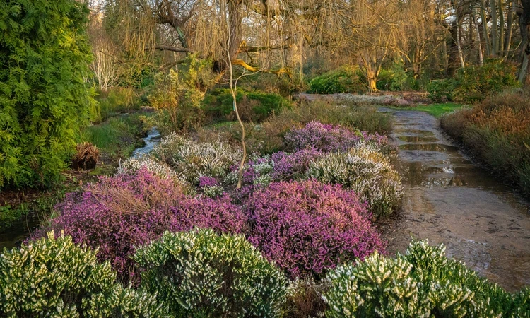 Garden scene with clusters of purple and white heather shrubs beside a narrow path and stream, surrounded by trees and greenery.