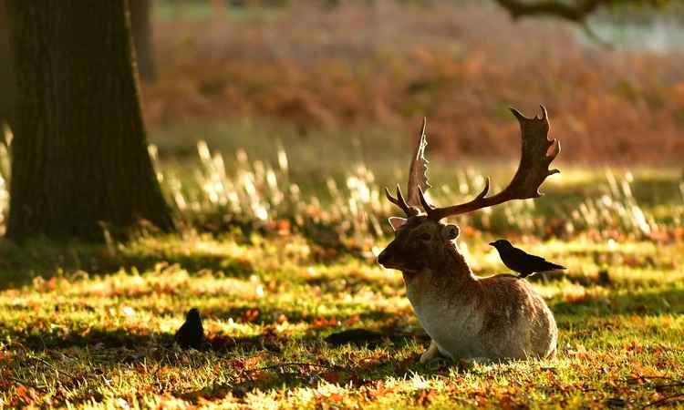 A stag, laying in the yellowing grass, looking slightly towards the camera. A magpie is perched on his back. 