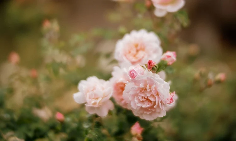 Pink roses