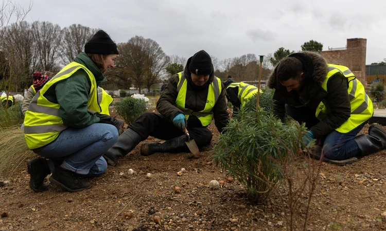 People bulb planting