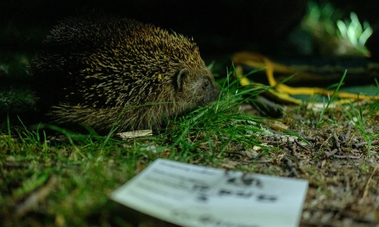 Hedgehog at night found in research survey in the Regent's Park