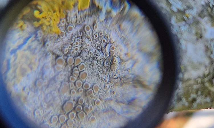 Tree lichen viewed under a lens