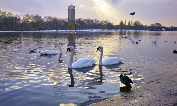 Swans on The Serpentine in Hyde park in winter