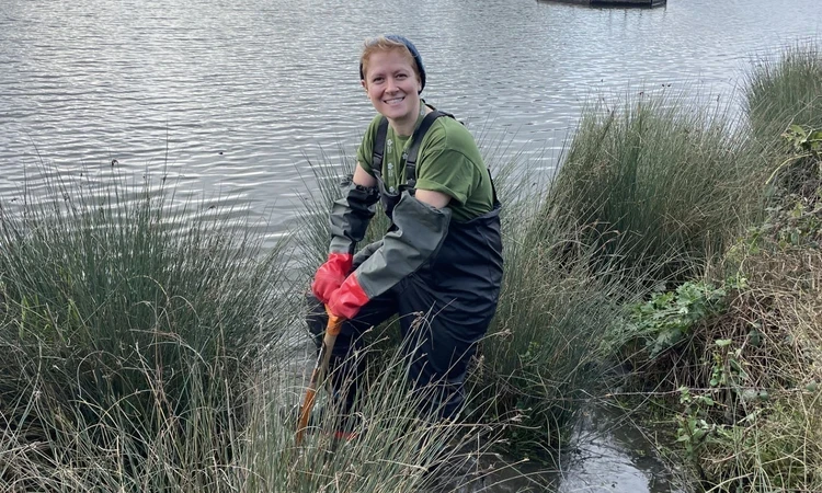 A team member planting rushes at the edge of Pen Ponds, Richmond Park