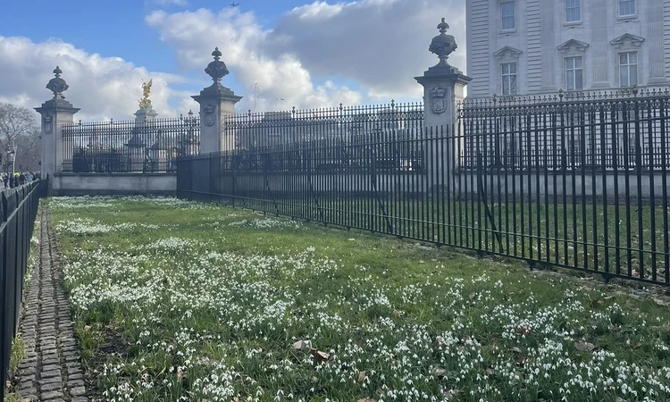 Snowdrops along Constitution Hill, with Buckingham Palace and the Queen Victoria Memorial in the background