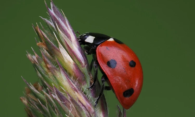 Seven-spot ladybird on grass seeds