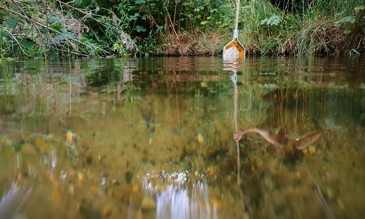 A pond with a person in the background using a net to dip for pond wildlife. 