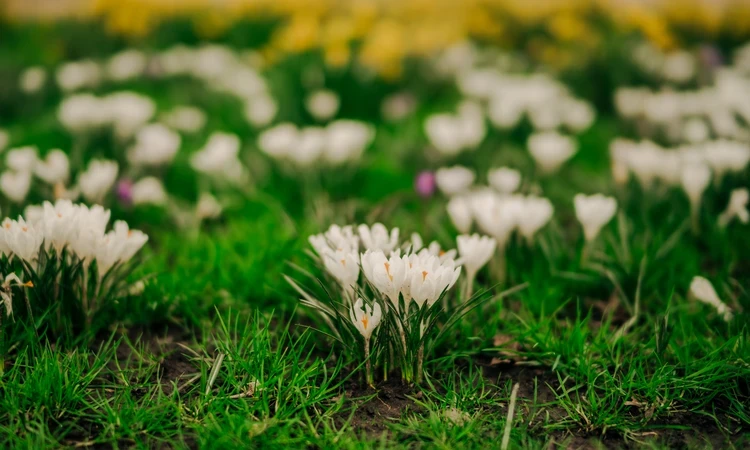 Crocuses blooming in Kensington Gardens