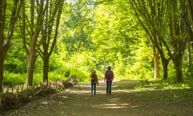 Two walkers on a tree-lined path