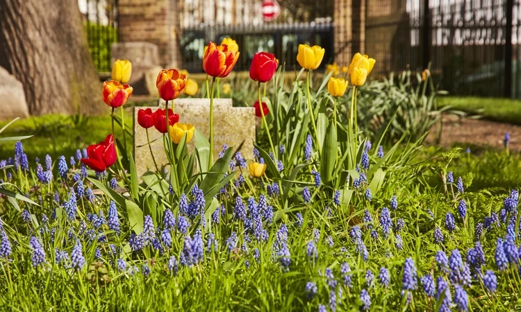 Tulips in Brompton Cemetery