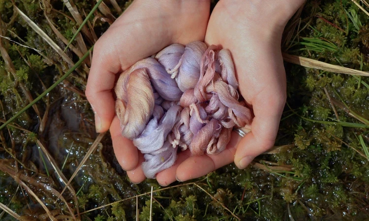Hands holding lichen dyed yarn over moss