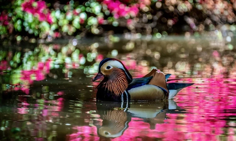 Duck swimming on a pond in Richmond Park in spring