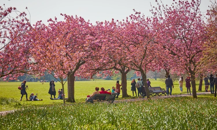 Cherry Trees in Greenwich Park