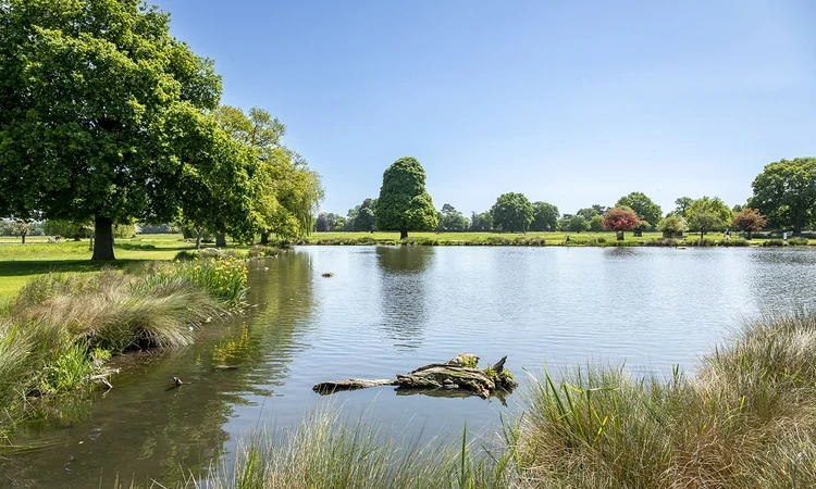Heron Pond in the sunshine