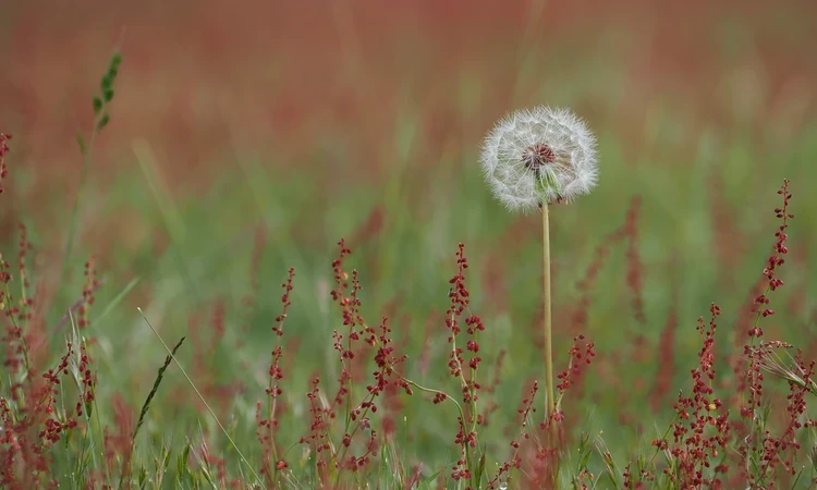 Meadow with red seeds of Sorrel and Dandelion seed head