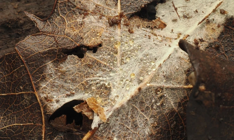 Fungi mycelium on rotting leaf on the ground